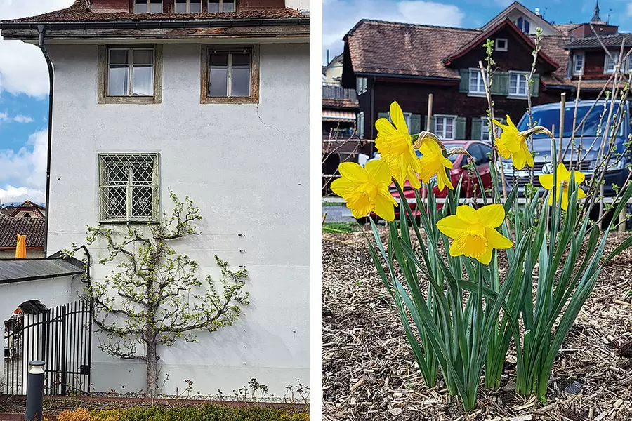 Der Birnenspalier am Haus Acher schlägt aus. Im Schulgarten leuchten sonnengelbe Osterglocken.