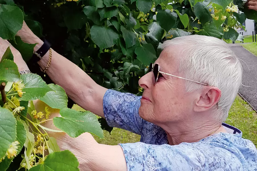 Margrit Betschart hilft beim Ablesen der Lindenblüten