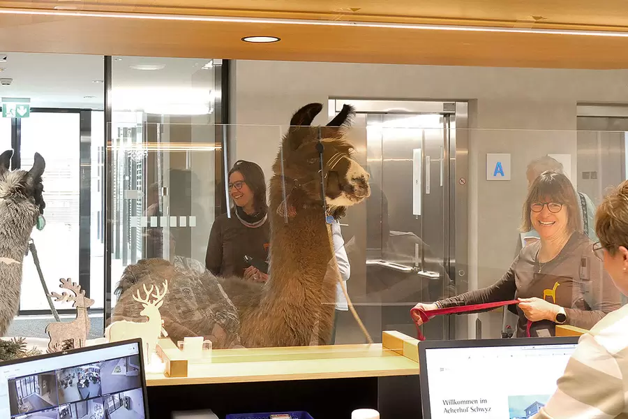 Die Lama-Herren Chino (l.) und Sirius wollen direkt nach ihrer Ankunft im Alterszentrum Acherhof an der Réception ein Zimmer mit Blick auf den Vierwaldstättersee buchen.