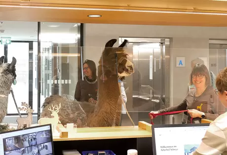 Die Lama-Herren Chino (l.) und Sirius wollen direkt nach ihrer Ankunft im Alterszentrum Acherhof an der Réception ein Zimmer mit Blick auf den Vierwaldstättersee buchen.