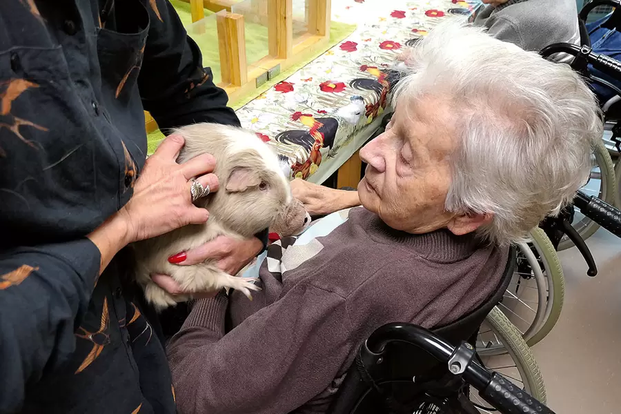 Frau Helfenstein herzt ein Meerschweinchen.