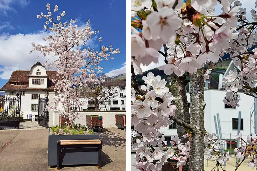 Der Chriesibaum auf der Acherhof-Piazza steht in voller Blüte und wird von Bienen besucht.