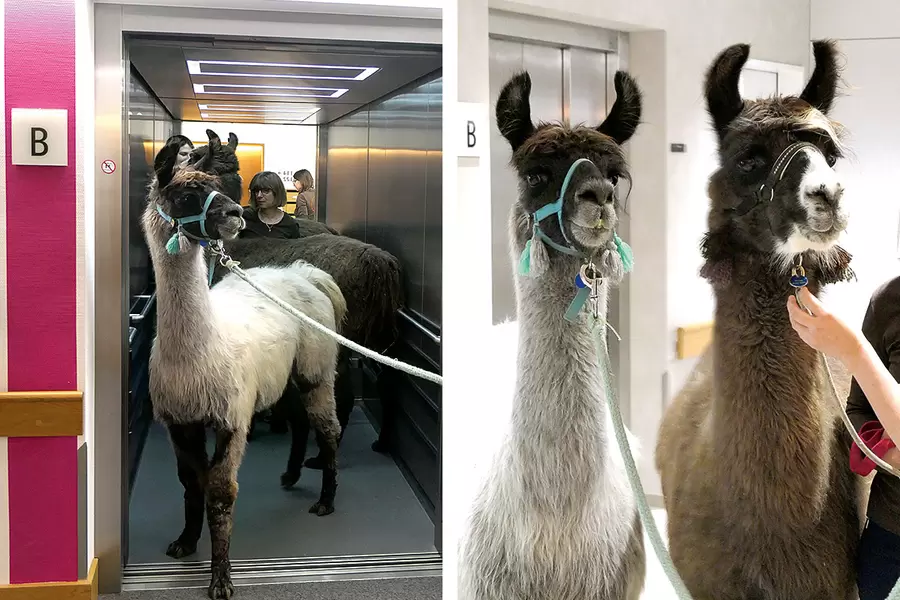 Selbstverständlich nehmen die «fürnähme» Vierbeiner nicht die Treppe, sondern besteigen ganz gemütlich den Lift. Chino (l.) und Sirius sind gutmütige Tiere, die sich gerne streicheln lassen.