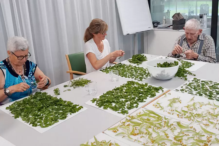Tanja Schuler, Praktikantin Aktivierung, und Giuseppa Conte sowie Josef Schmidig legen Lindenblüten und Melissenblätter zum Trocknen aus.
