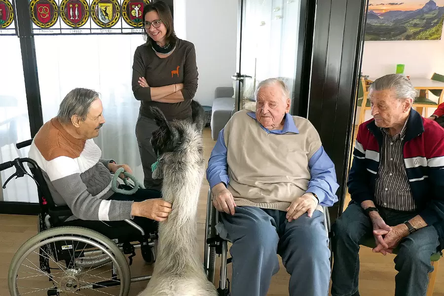 Gruppenbild mit Lama Chino: Wer darf den langen Hals zuerst streicheln?