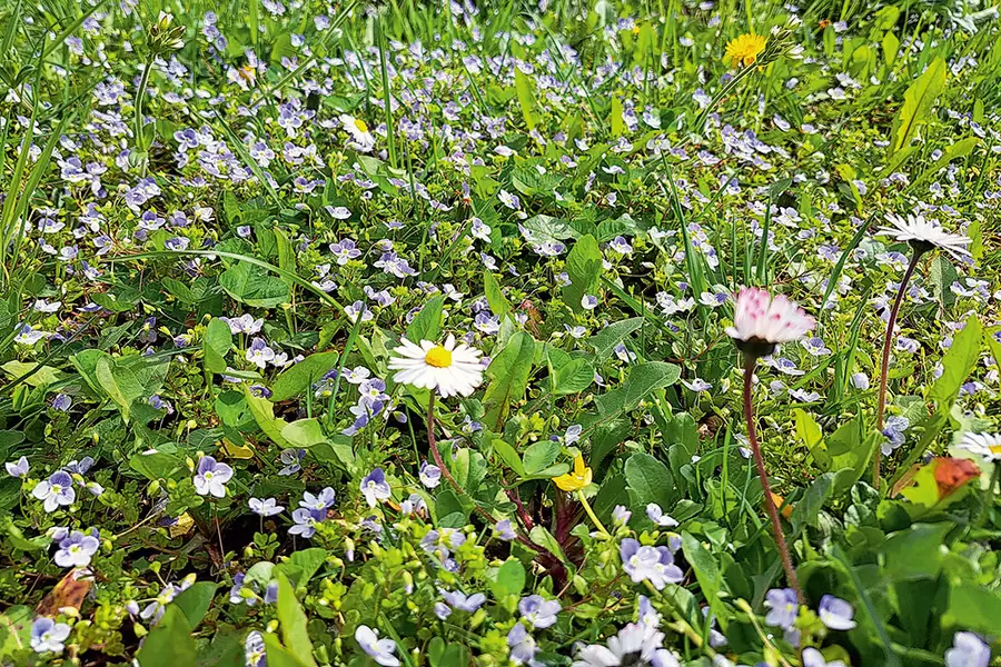 Im Acherhof-Park spriesst eine prächtig Blumenwiese.