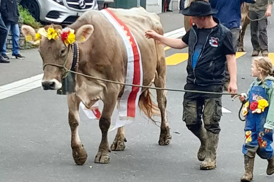 Stolz trottet Gaby durch die Gassen des Hauptortes. Die schönste Kuh im Schwyzerland stammt aus Muotathal.
